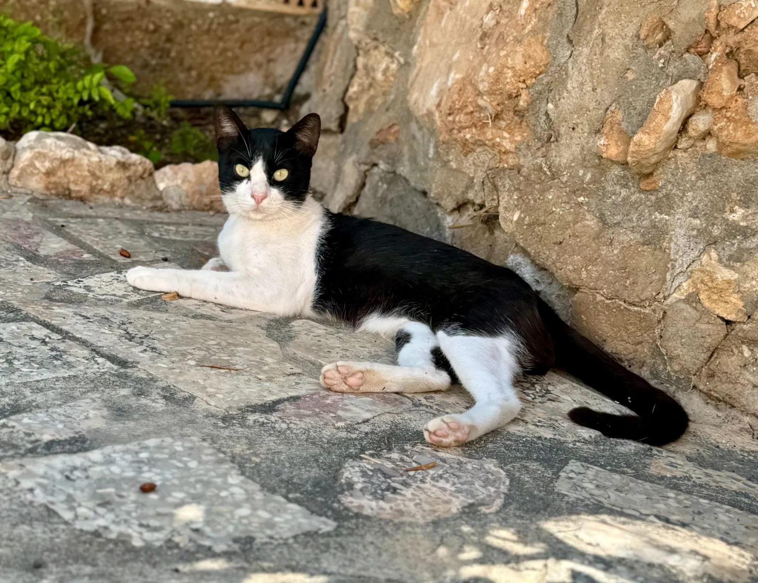 Pedro -vom Überlebenskämpfer zum Herzensbrecher!