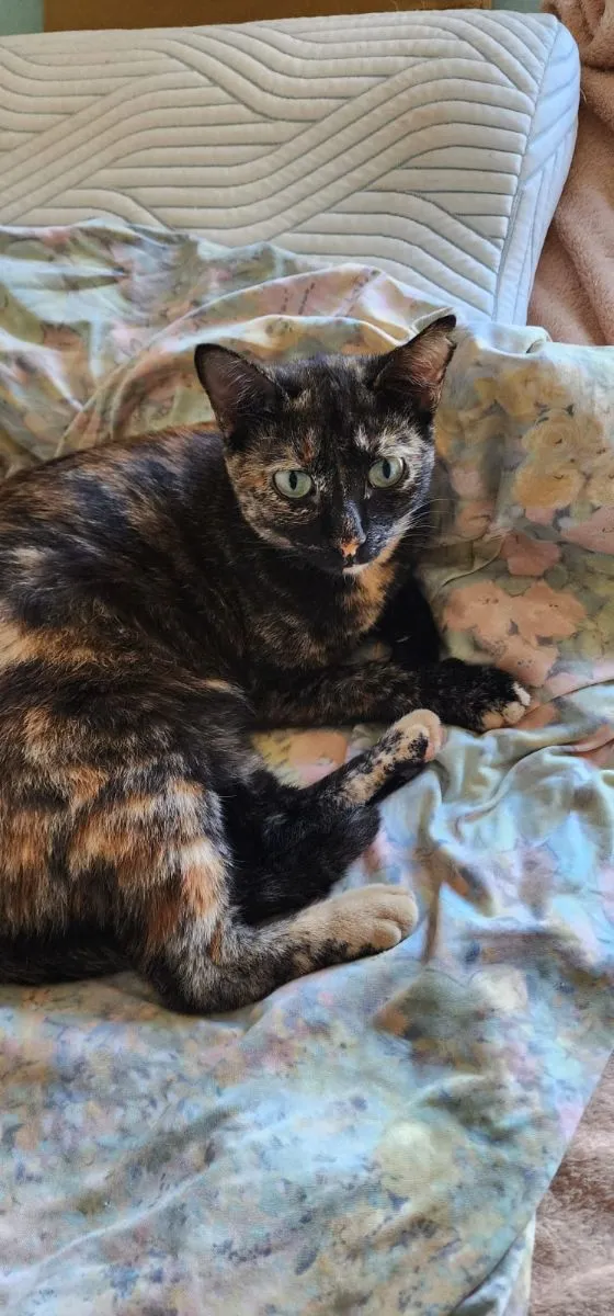 Regina – Schmusemädel sucht ein liebevolles Zuhause