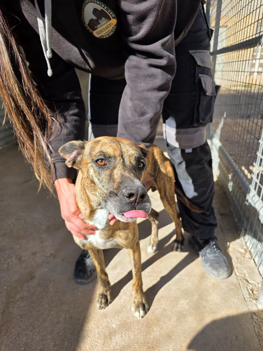 Badgial – fröhliche, verspielte Junghündin sucht liebevolles Zuhause