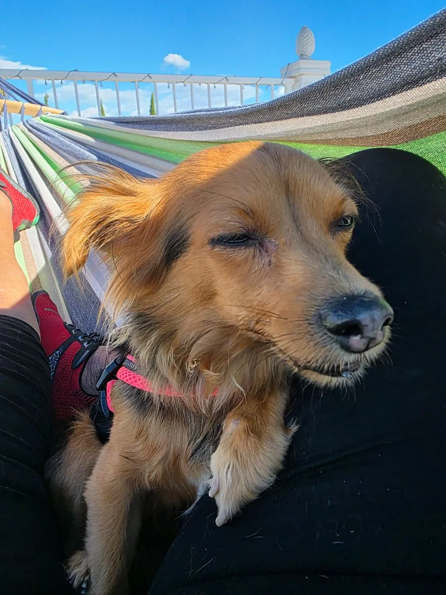 Dama eine kleine Hundedame sucht ein ruhiges, liebevolles Zuhause