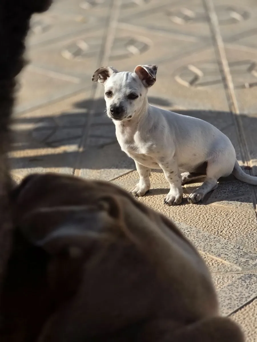 Pongo – der winzig kleine Hund mit riesengrossem Herzen sucht sein Glück