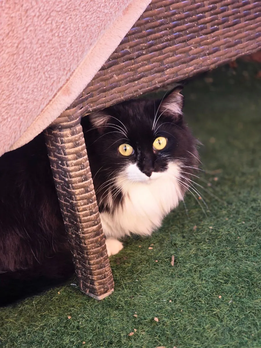 Katie- diese sanfte Seele sucht Mensch mit Herz