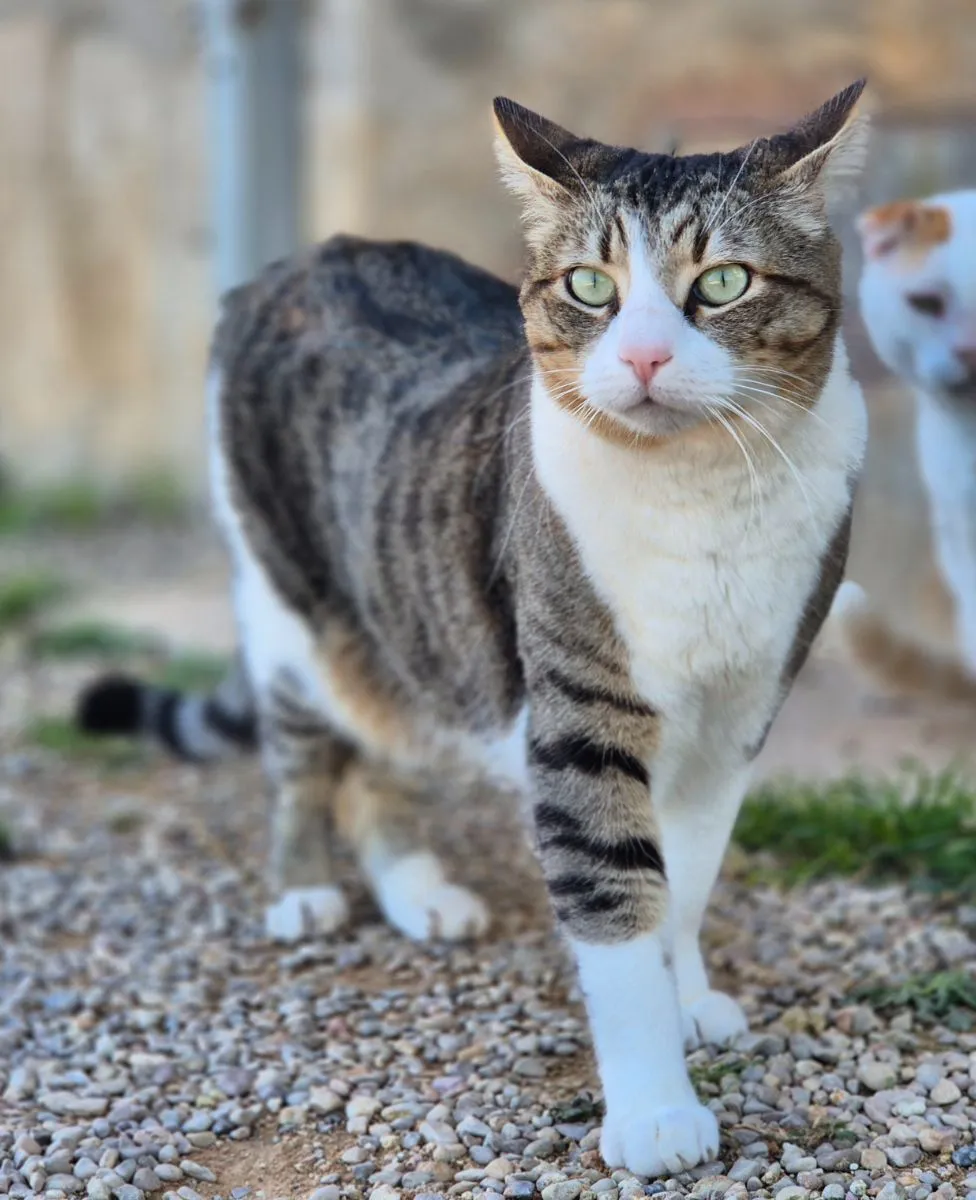 Nando-kleiner Sonnenschein der endlich wieder lachen will