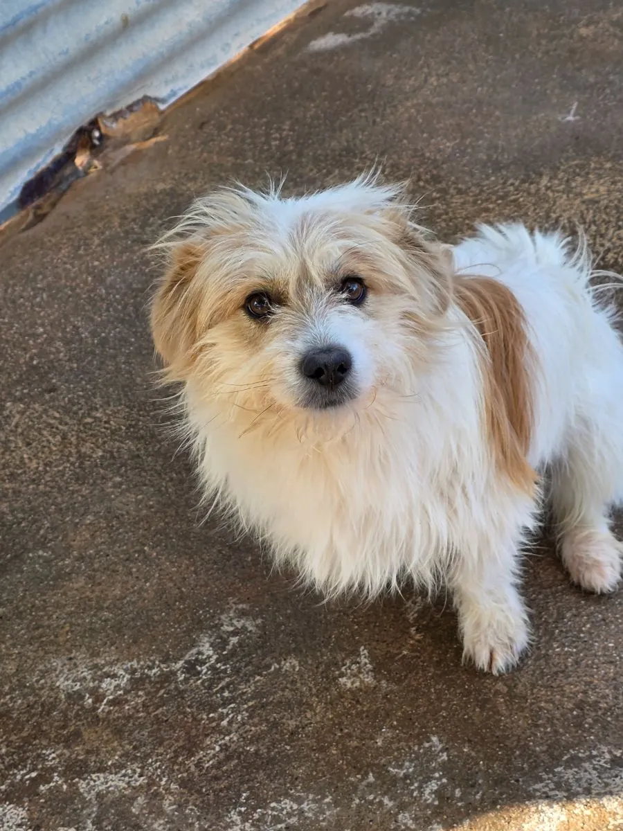 Suart- liebt Zuneigung so sehr! Reservier