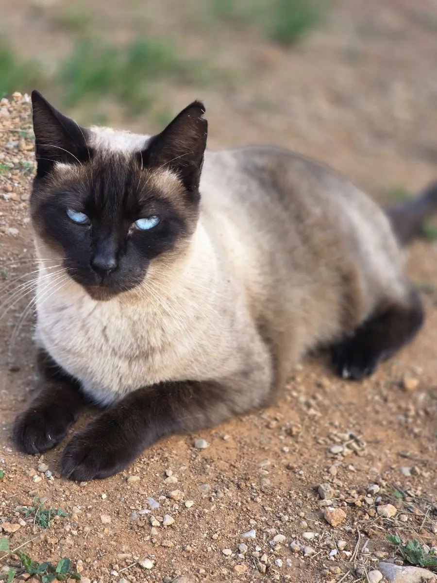 Abril- diese Schönheit sucht ihren Herzensmenschen