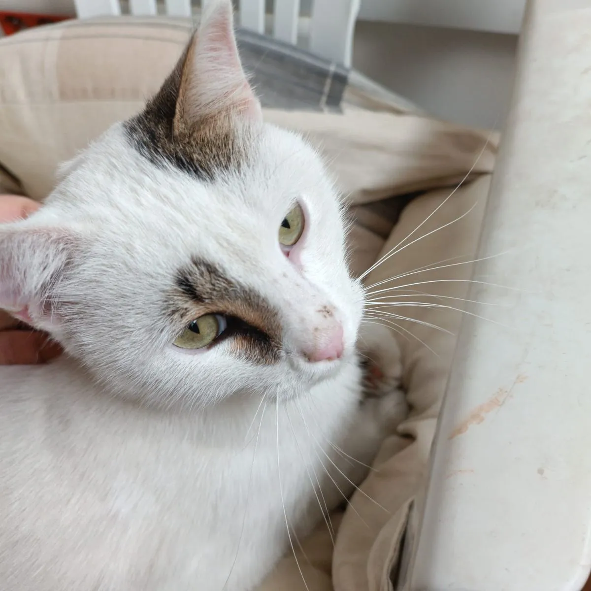 Rio- ein sanfter Streuner mit einem Herzen voller Sehnsucht