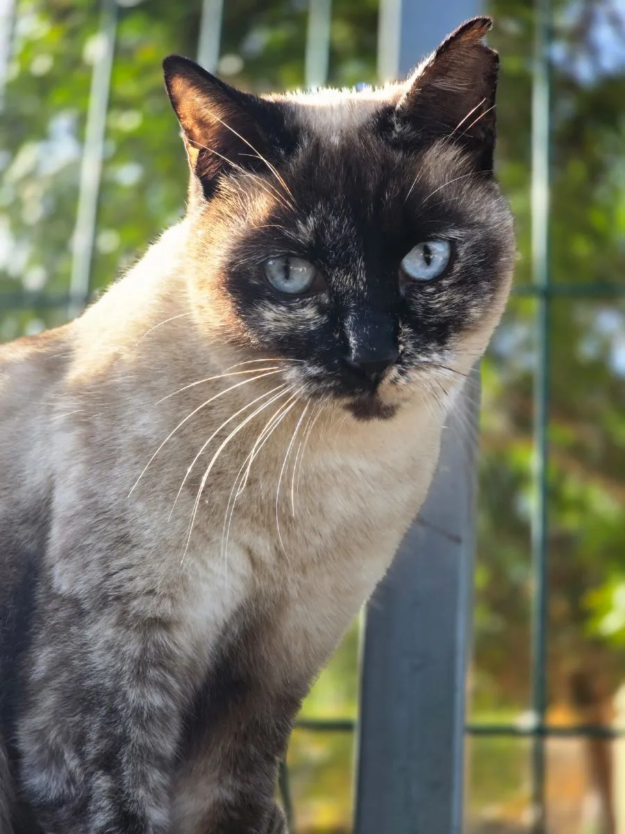 Bee-kleine Kämpferin mit grossem Herzen sucht ihr Zuhause