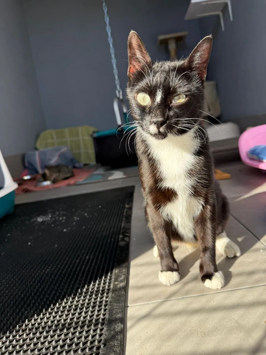 Amaya-aus Dunkelheit ins Licht- sie hat alles Liebe dieser Welt verdient