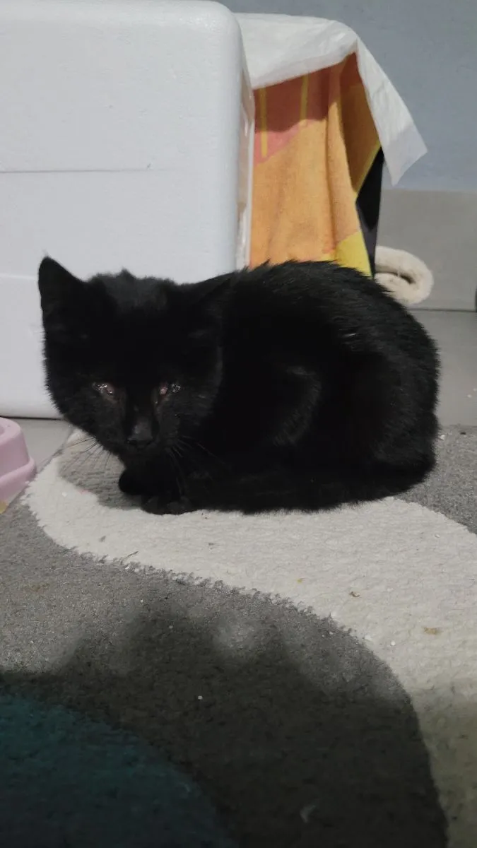 Orion- ein kleiner Stern, der auch ohne Augenlicht strahlt