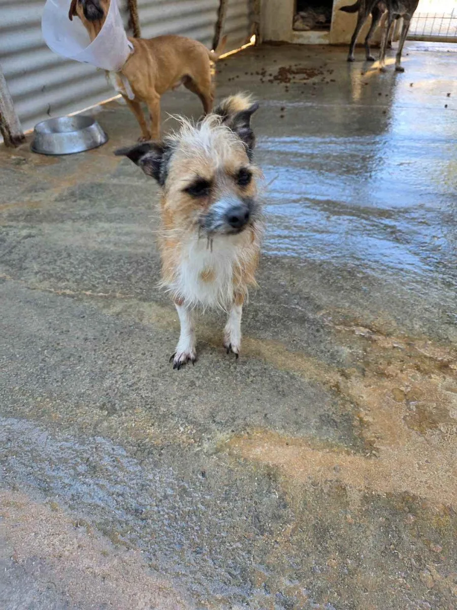 Tohr- kleiner mit grossem Herzen sucht sein Für-immer- Zuhause