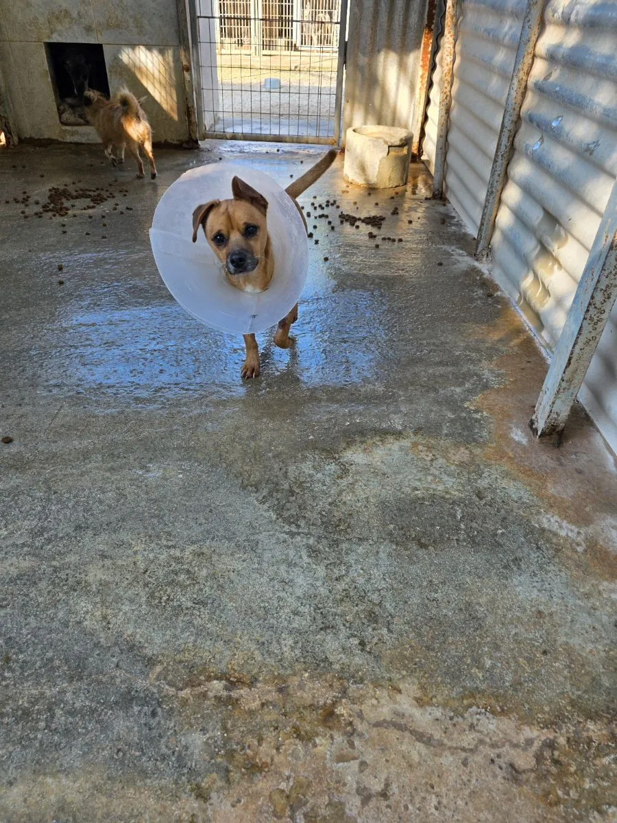 Luck-ein kleiner Hund, der die Welt erst noch entdecken muss