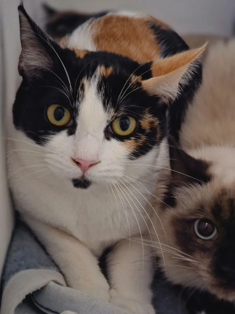 Gina- feinfühlige Katze sucht ihr Zuhause