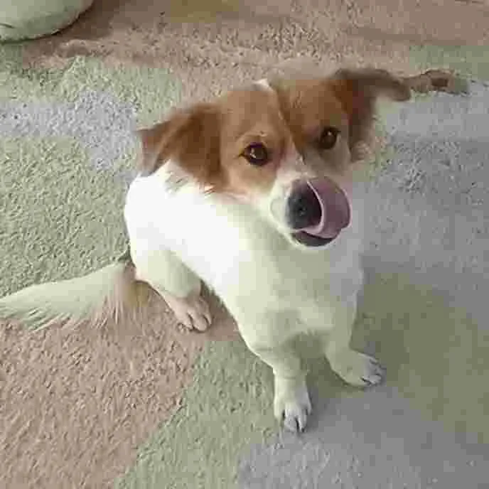 Gino – ein kleines Herz, das jeden Tag aufs Neue hofft!