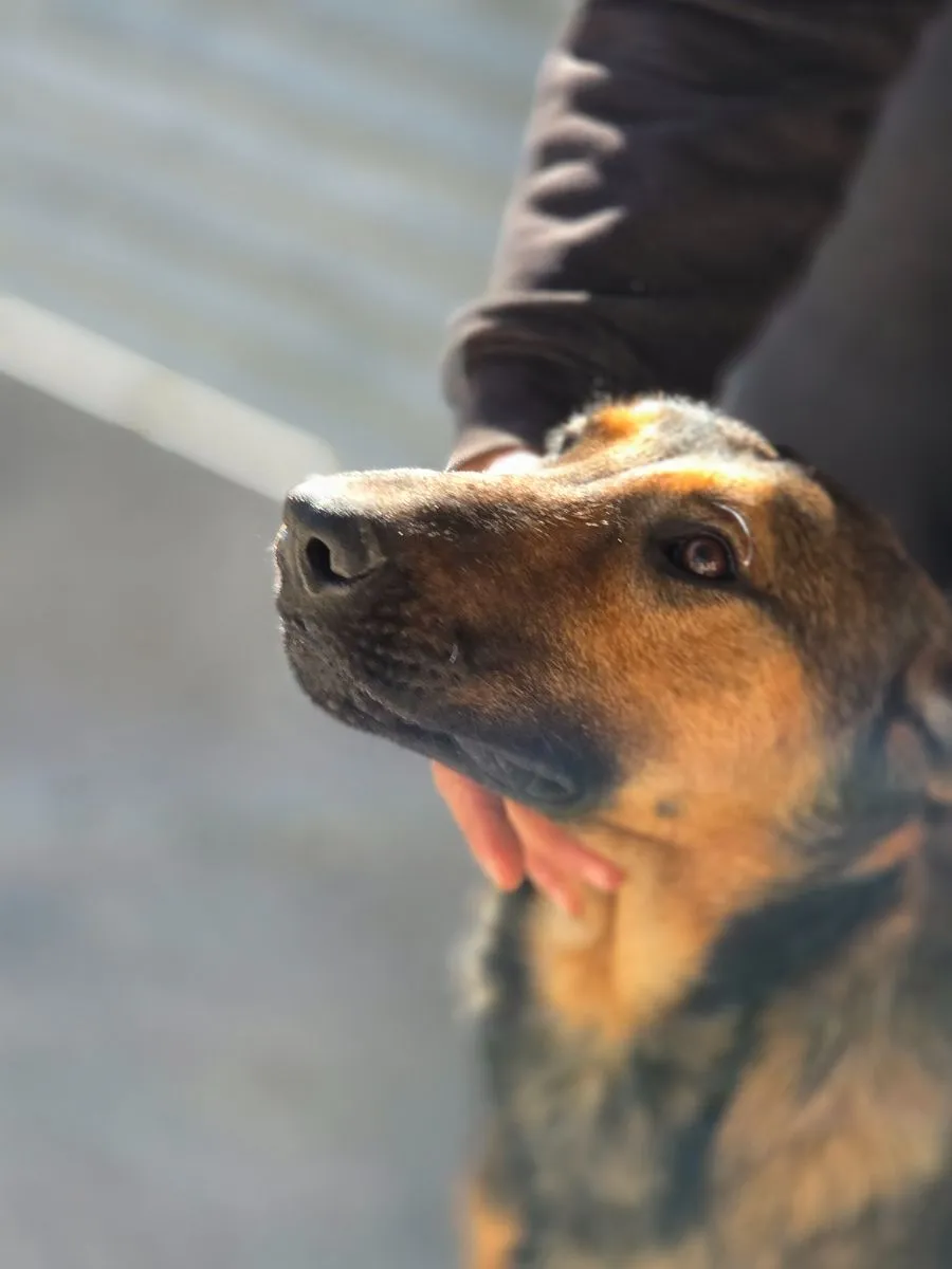 Badgial – fröhliche, verspielte Junghündin sucht liebevolles Zuhause