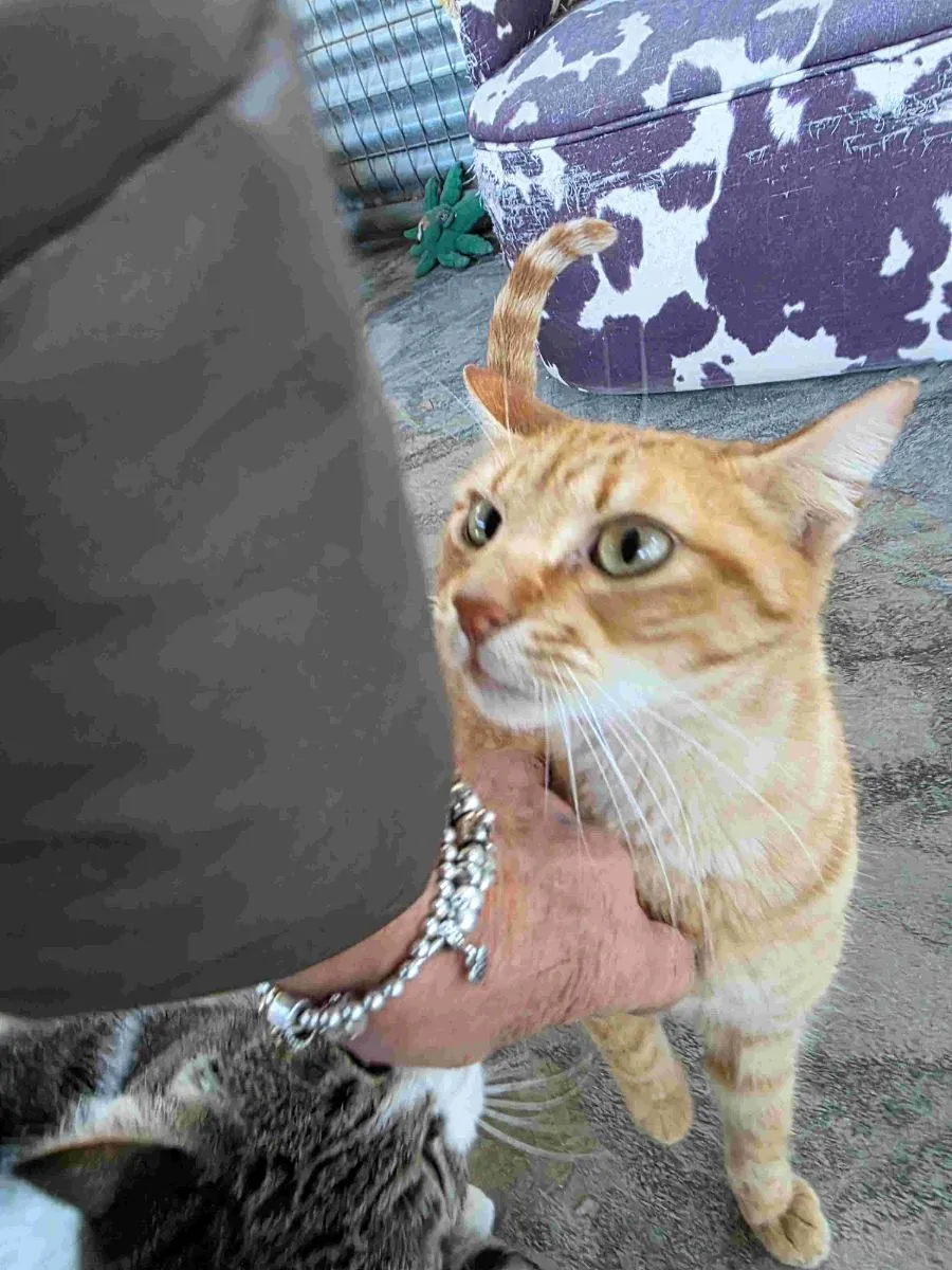 Buffon-vom Abfall ins Leben-auf der Suche nach Geborgenheit