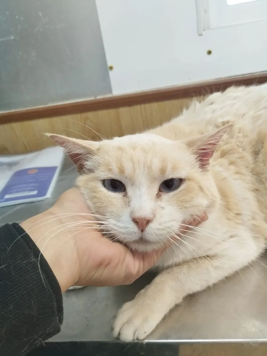 Dexter – ein sanfter Kämpfer auf der Suche nach seinem Wunder