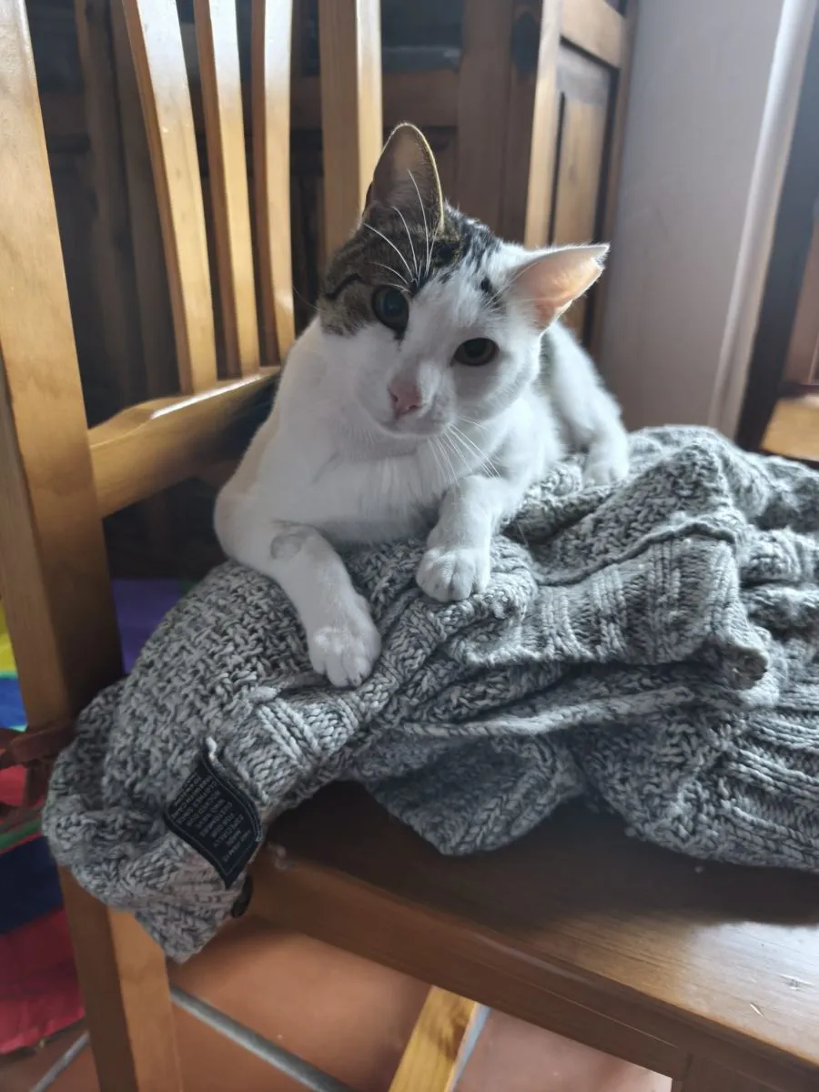 Simba – vom Überlebenskünstler zum Herzensbrecher