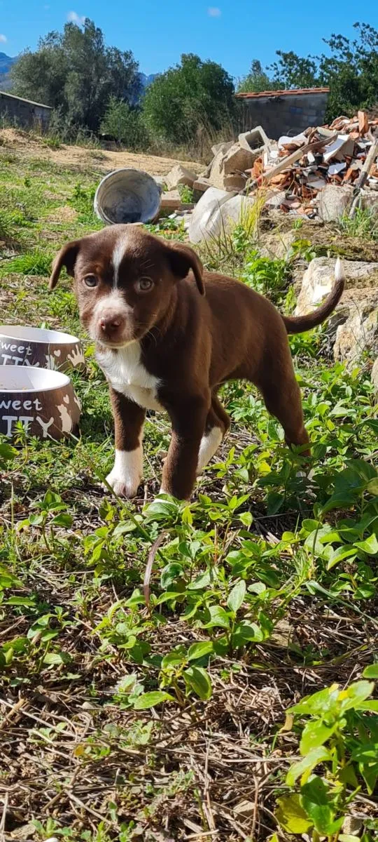 Reserviert Tequila – ein kleines Wunder auf vier Pfoten