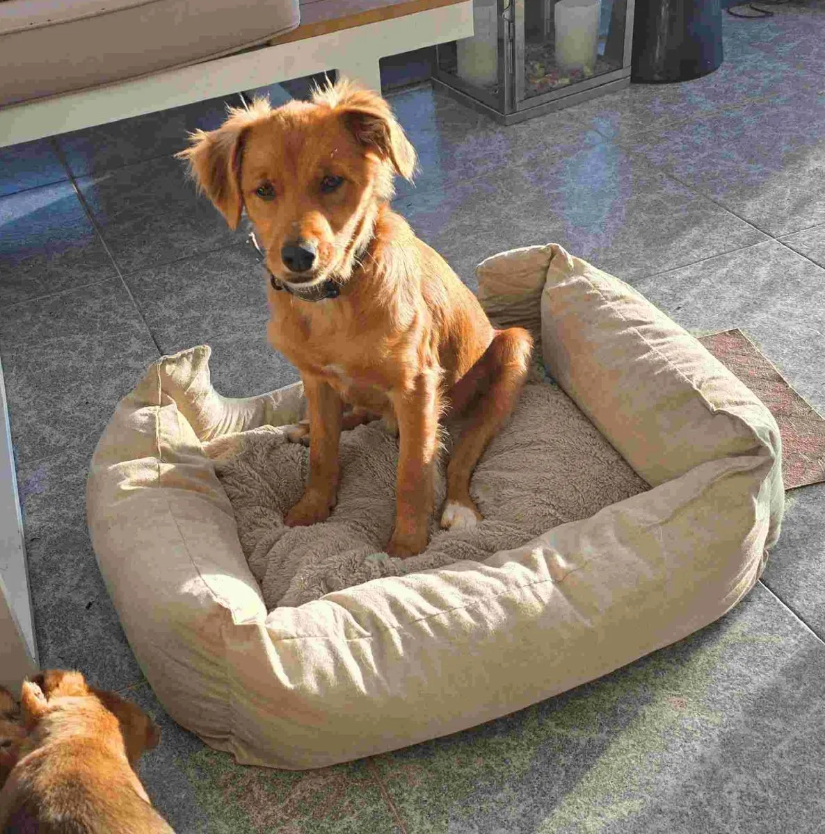 Terry – klein, wild und absolut überzeugt von sich