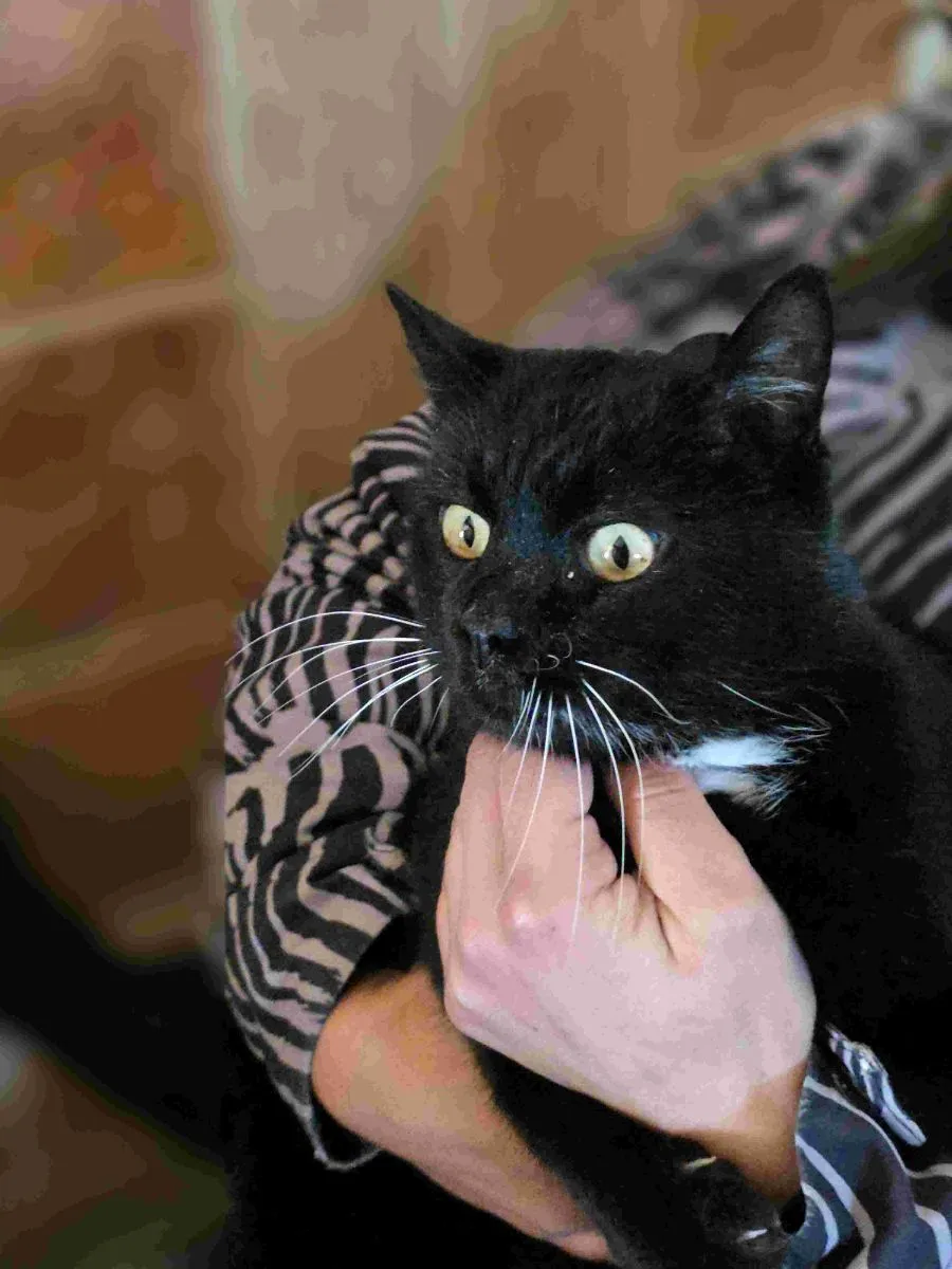 Bigotes – Augen, die dich sofort verzaubern