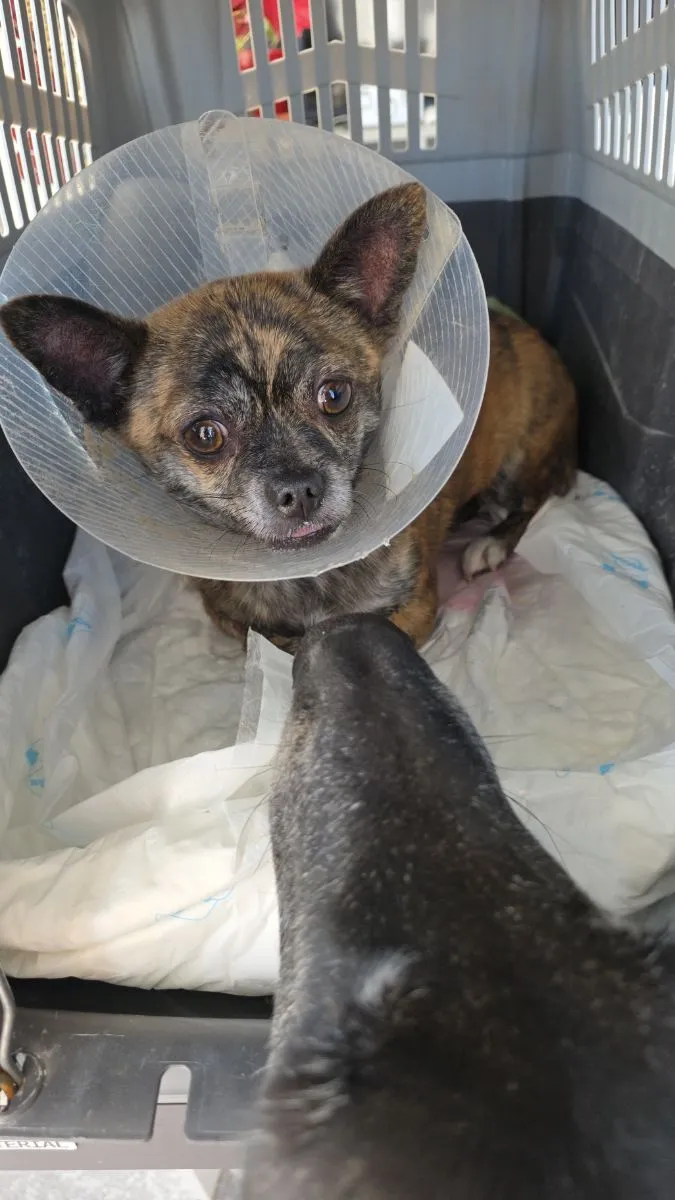 Lee – klein, sanft und mit einem grossen Herzen