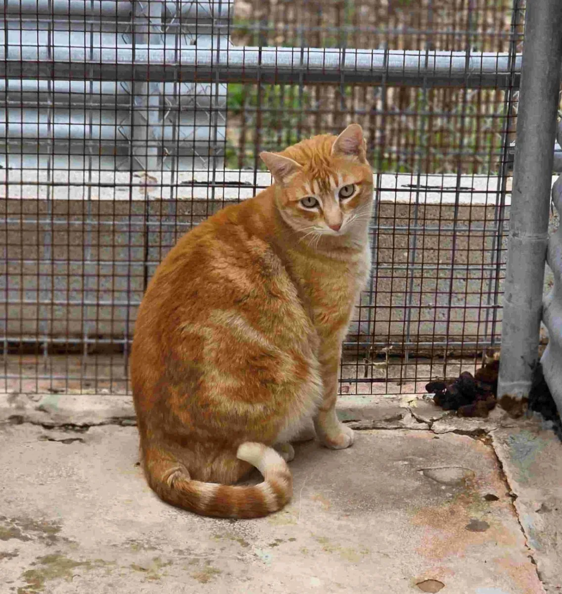 Edin- der Kater, der mit dir Spricht