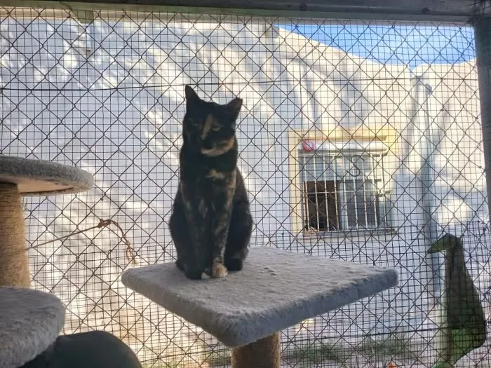 Sora und Shia– Ein Zuhause gesucht für zwei leise Seelen