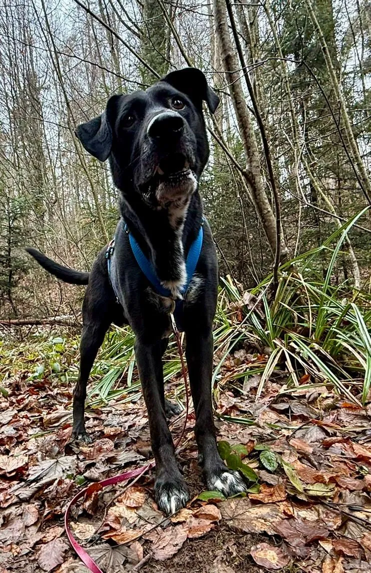 Warum gibt ihm niemand ein Für-Immer-Zuhause?