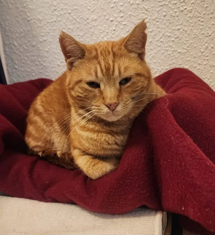 Pepo – ein Sonnen-Tiger mit vorsichtigem Herzen