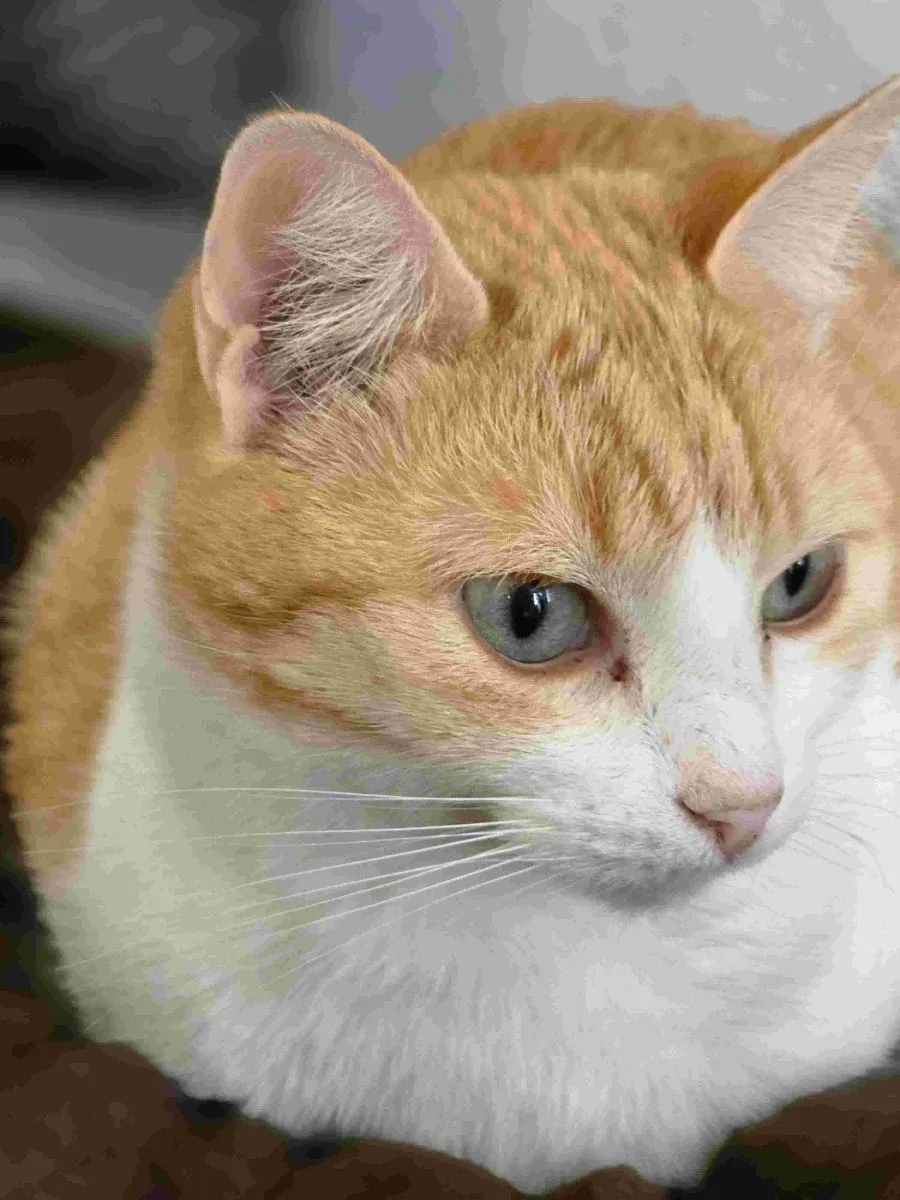 Cid – wer ihm Liebe schenkt, bekommt sie doppelt zurück