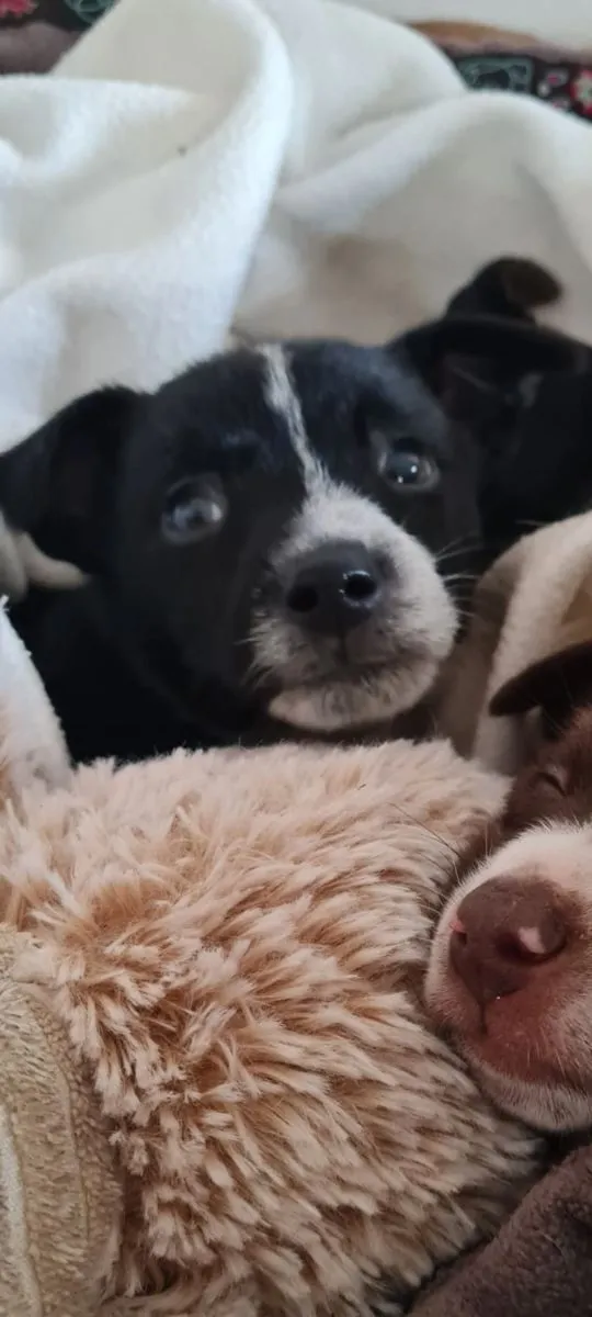 Faro – ein Entdecker mit grossem Herzen