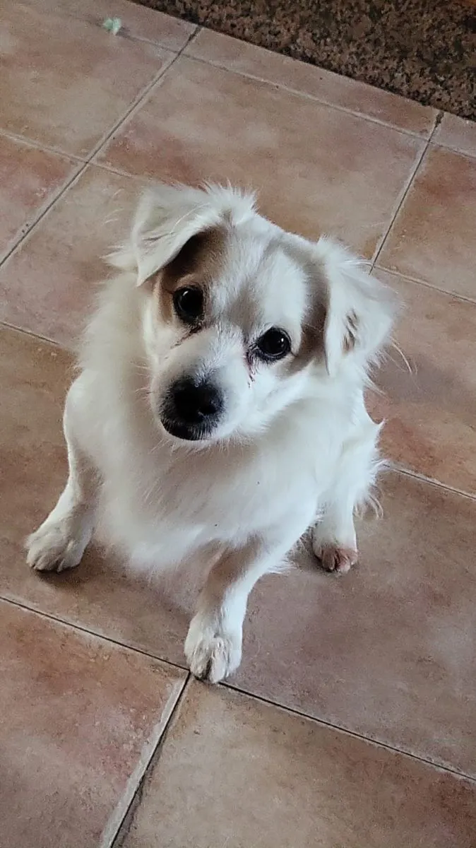 Joe – ein Lächeln auf vier Pfoten sucht sein Für-immer-Zuhause