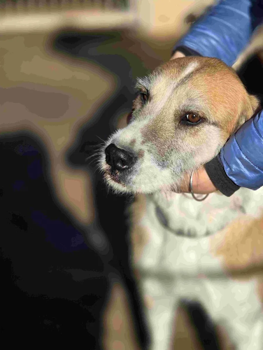 Berta – ein grosses Herz sucht grosse Zuneigung