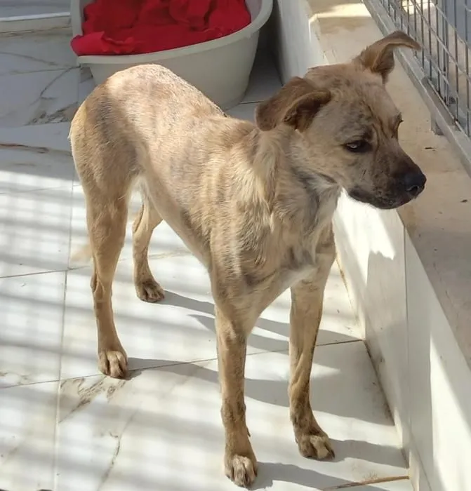 Keila – eine junge Hündin lernt die Welt erst jetzt kennen