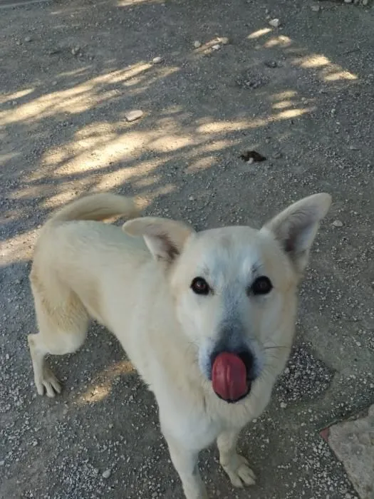 Lobo- ein junges Herz auf der Suche nach seinem Menschen