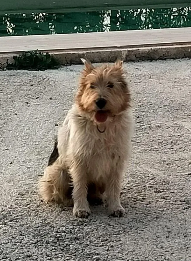 Foxi– fröhlicher kleiner Abenteurer braucht ein Zuhause