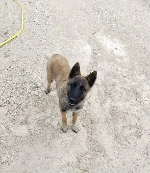 Nala– ein ängstliches Herz suche Halt