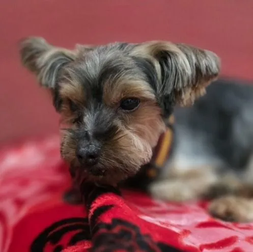 Yacki– ruhig, selbstsicher und bereit für ein liebevolles Zuhause