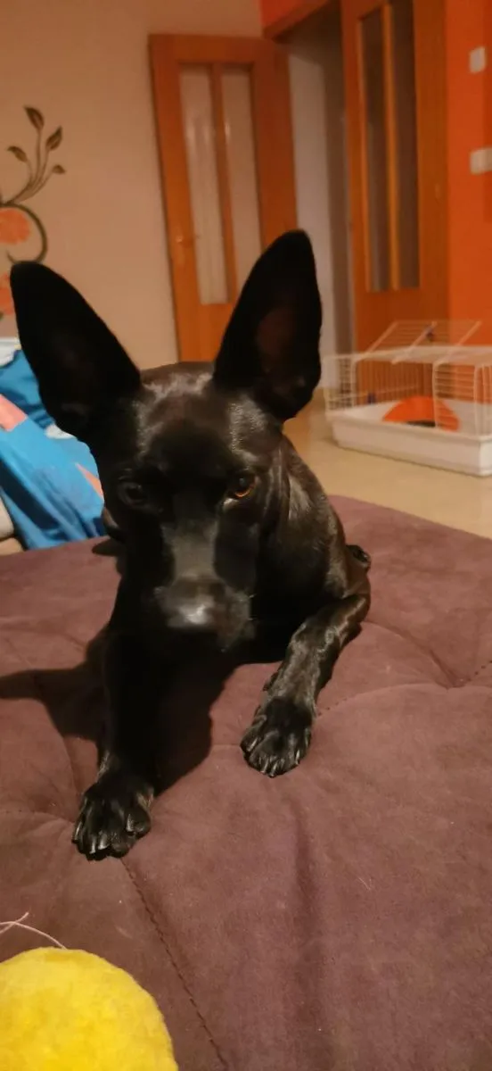 Freya - ruhig, klug und voller Liebe