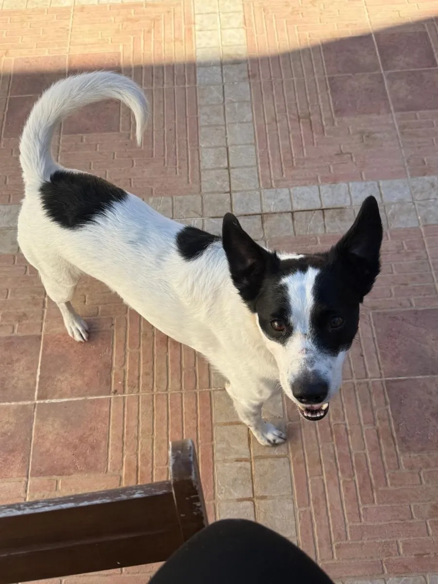 Scrump - voller Lebensfreude auf der Suche nach seinem Menschen