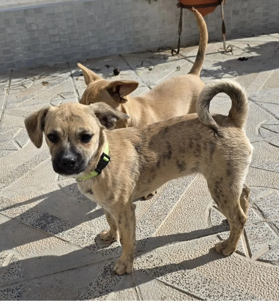 Shenzi – verspielt, schlau und voller Energie