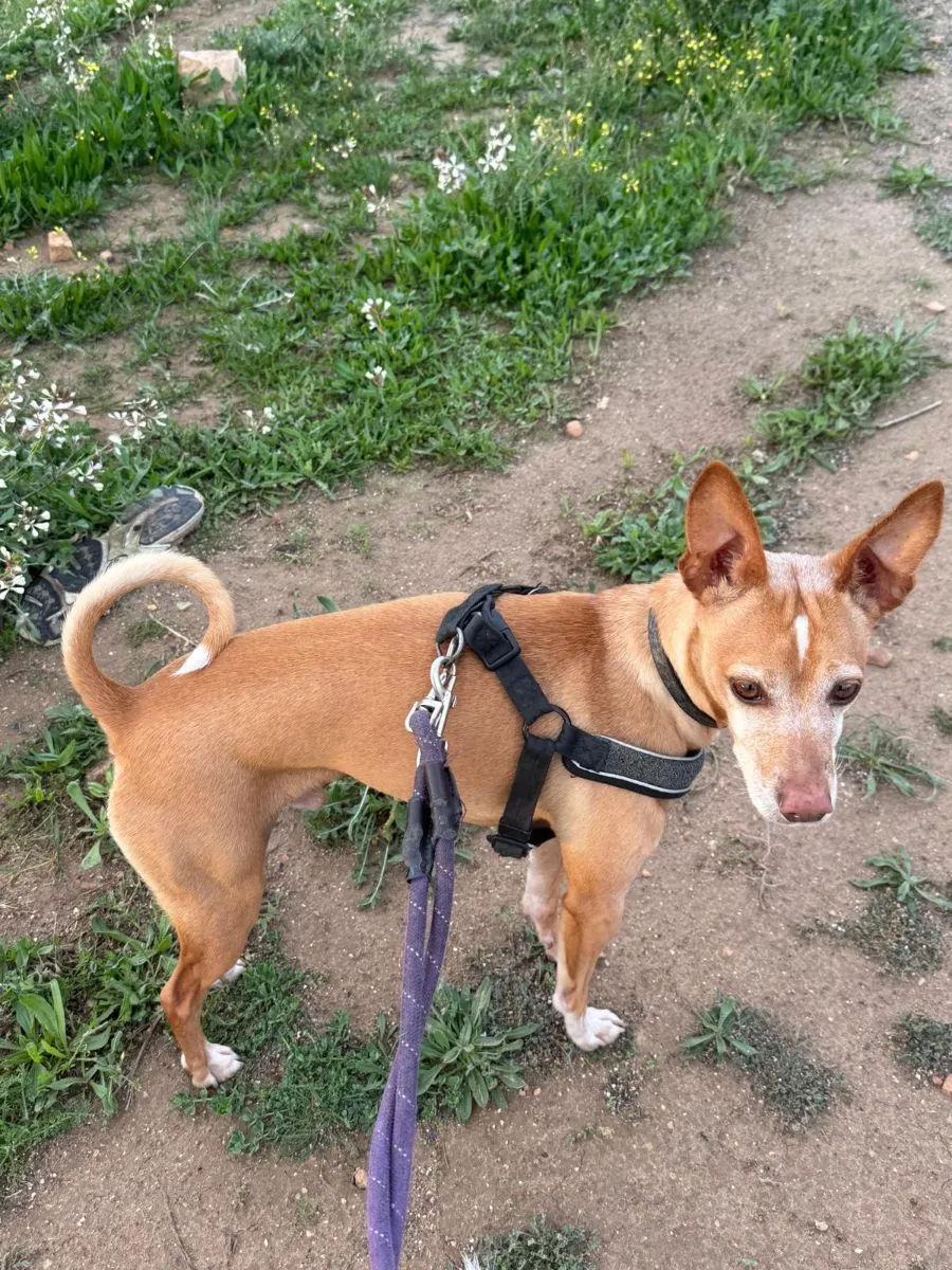 Stich- kleiner Hund mit grossem Herz sucht sein Glück