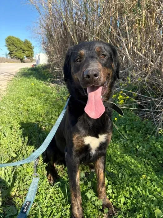 Axel – grosser Bube auf vier Pfoten sucht Anschluss