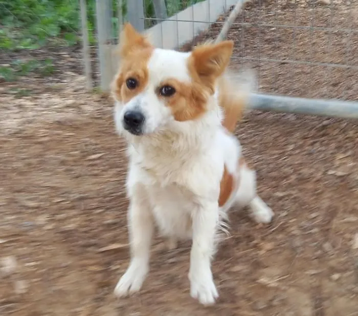 Dingo- Kleiner Hund sucht grosses Glück