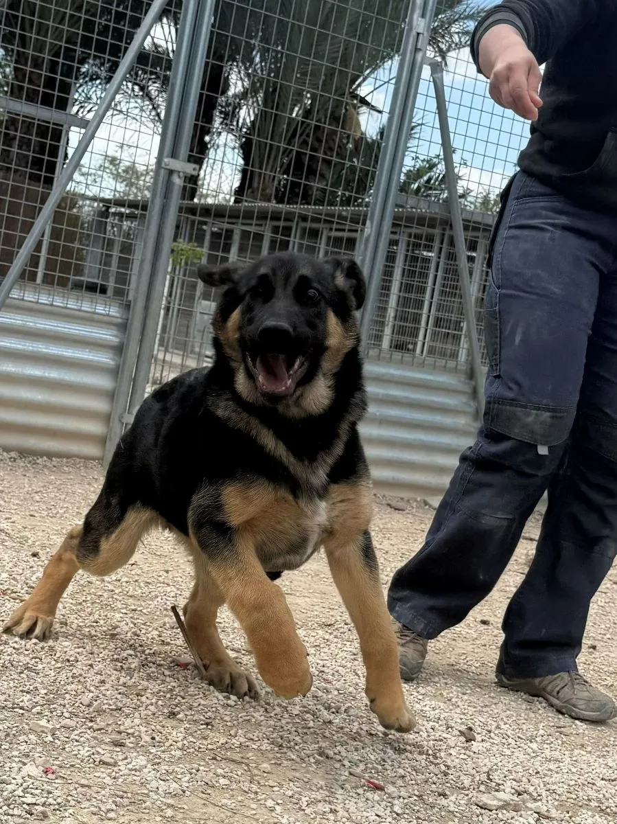 Sully unser Wonneproppen Welpe (Schäferhundemix)