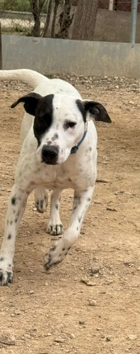 Lieblings Hund, sie will dir gefallen