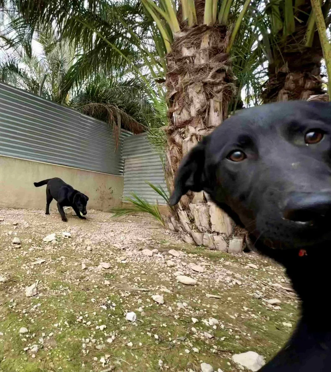 Labrador Mischling durch und durch