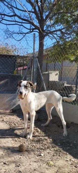 Edle Carly sucht ein Zuhause mit viel Auslauf