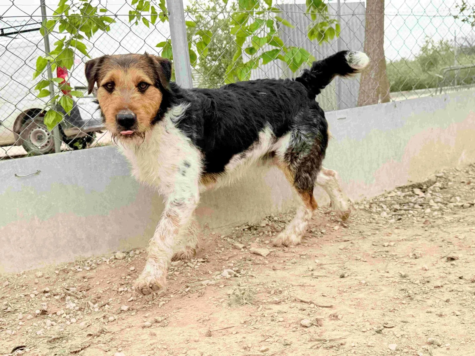 Wonneproppen auf 4Beinen