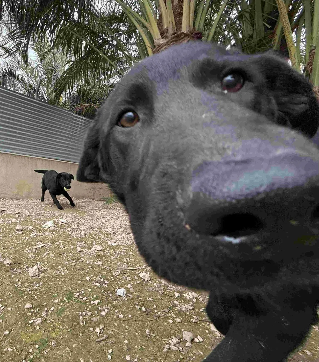 Labrador Mischlinge durch und durch